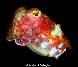 Juvenile Cuttlefish, Byron Bay, Australia. by Michael Gallagher 
